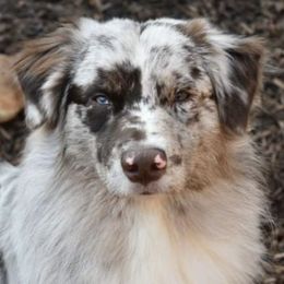 Miniature Australian Shepherds from Sugar Kaine Aussies