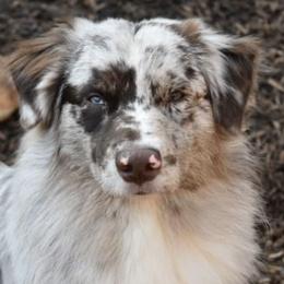 Miniature Australian Shepherds from Sugar Kaine Aussies