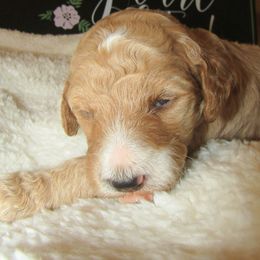 Goldendoodle and Poodle Puppies from David & Patricia Elliott