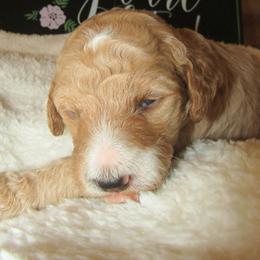 Goldendoodle and Poodle Puppies from David & Patricia Elliott