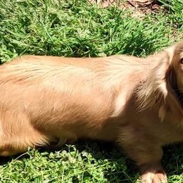 Raylan - Dachshund
