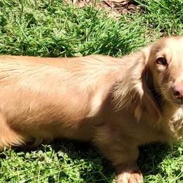 Raylan - Dachshund