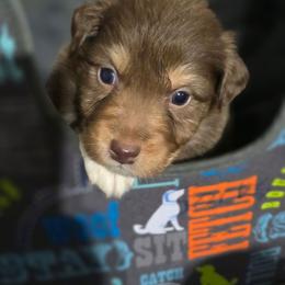 Mint collar girl - Red tri-color female Australian Shepherd puppy in Rainsville, Alabama from Chaparro Farm
