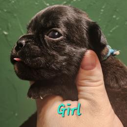 Teal - Brindle female Boxer puppy in Johnson City, Tennessee from Seven Kingdom Boxers