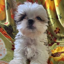 Lydia Boy 2 - Red and white male Shih Tzu puppy in Oakville, Washington from Garrard Creek Shih Tzus