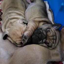 French Bulldog Puppies from Who's Your Bulldog? Kennel