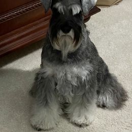 Miniature Schnauzer All Grown Up from ZRULES