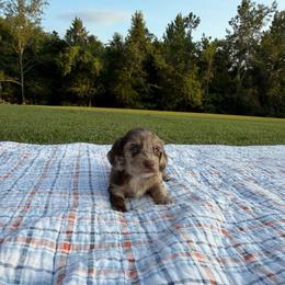 Bella - Dapple female Dachshund puppy in New Albany, Mississippi from Double A. Doxies