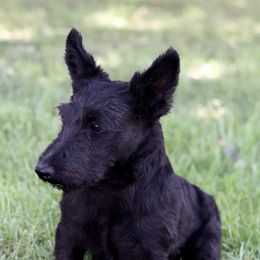 Finley - Scottish Terrier