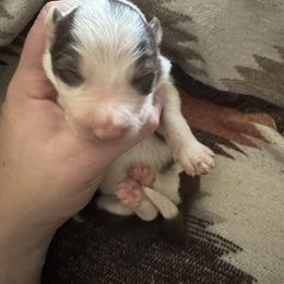 Boy 1 - Red male Border Collie puppy in Wasilla, Alaska from Double J & L Ranch Border Collies