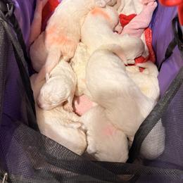 Girl 3 - White female Maremma Sheepdog puppy in Kings County, California from Prancing Pony Farm Maremma Sheepdogs