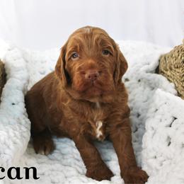 Pecan - Red  male Goldendoodle puppy in Casa Grande, Arizona from AzDoodle Dandies