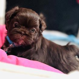 Loki - Chocolate male Shih Tzu puppy in Merrillville, Indiana from Gibbs Gorgeous Paws LLC