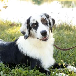 Zinnie - Blue merle Australian Shepherd puppy in St. Louis, Missouri from Kimmerly Aussies
