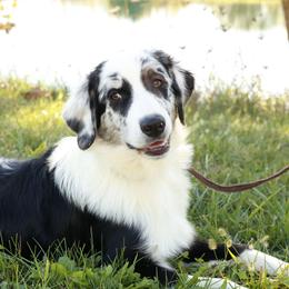 Zinnie - Blue merle Australian Shepherd puppy in St. Louis, Missouri from Kimmerly Aussies