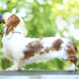 Wyatt - Dachshund