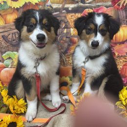 Australian Shepherd Puppies from Mad Ranch