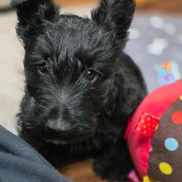 Titus - Black male Scottish Terrier puppy in Seymour, Missouri from Fairview's Precious Pups