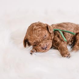 Cupid - Red  male Goldendoodle puppy in Lima, Ohio from Hommel’s Mini Darling Doodles