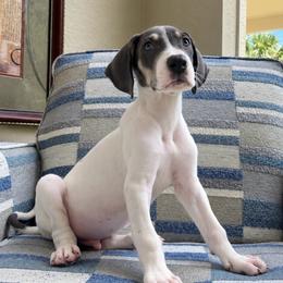 Hank the Tank - Blue and white male Great Dane puppy in Florida from Beachside Kennels