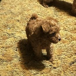 Boy 1 - male Poodle puppy in Campbell, Texas from Angelbabies Toy Poodles