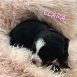 CLARA - Black female Companion Cross puppy in Viking, Minnesota from Son Shine Farm