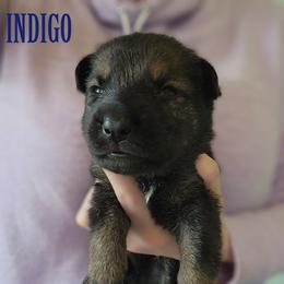 Indigo - Sable male German Shepherd puppy in Harwood, Maryland from Reddington Shepherds