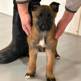 Girl 2 - female Belgian Tervuren puppy in Farmington, Maine from Pine State Shepherds