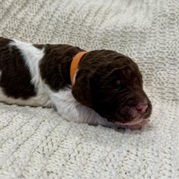 Orange - Parti male Poodle puppy in Camdenton, Missouri from Silver Lining Poodles