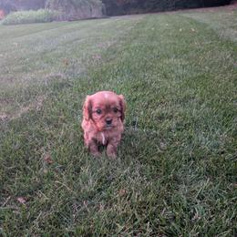 Tate - Ruby male Cavalier King Charles Spaniel puppy in New Holland, Pennsylvania from Mountain Breeze Puppies