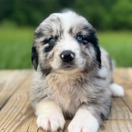Salty - Blue merle male Australian Shepherd puppy in Newton, Mississippi from Bright Star Aussies