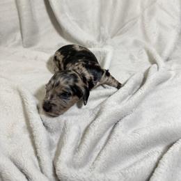 Coco - Dapple female Dachshund puppy in El Mirage, Arizona from Topstar Doxies