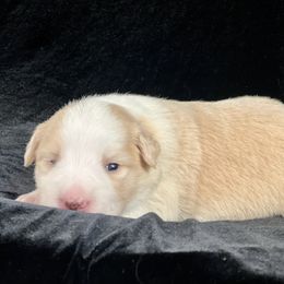 Gold Girl 1 - White and gold female Border Collie puppy in Powell Butte, Oregon from Cascades Border Collies