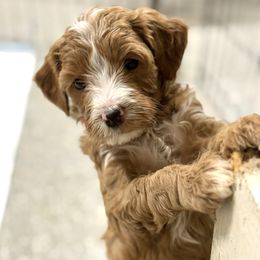 Pink Collar Female - Red  female Goldendoodle puppy in from Blue Ridge Goldens