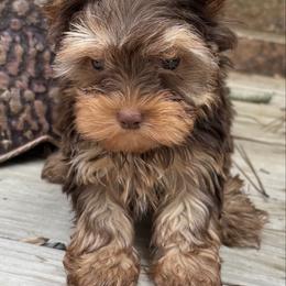 Coco - Chocolate and tan male Yorkshire Terrier puppy in Lafayette, Georgia from Berggipfel Yorkies