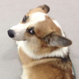 Pembroke Welsh Corgis from Heartsong Pembroke Corgis