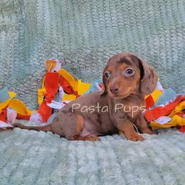 AKC Bug Juice - Dapple female Dachshund puppy in Texarkana, Arkansas from Pasta Pups Miniature Dachshunds