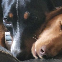 Dachshunds from Bobbie Jay Pups