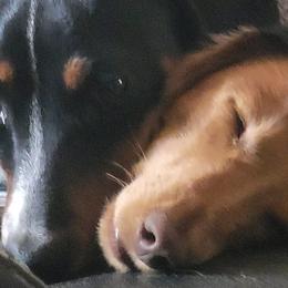Dachshunds from Bobbie Jay Pups