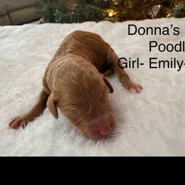 Emily - Red  female Poodle puppy in Vilonia, Arkansas from Donna’s Pretty Poodles