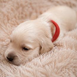 Red Collar Boy - Cream male Dachshund puppy in Colorado Springs, Colorado from Clear Creek Dachshunds