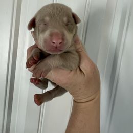 Yellow girl - Fawn (isabella) and rust female Doberman Pinscher puppy in Ludowici, Georgia from Royal Destiny Kennels