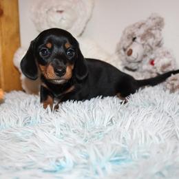 Girl 1 - Black and tan female Dachshund puppy in Craig, Colorado from Rocky Mountain Shih Tzus and Dry Creek Miniature Dachshunds