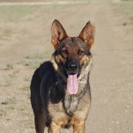 Orchid - German Shepherd