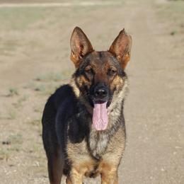 Orchid - German Shepherd