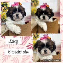 Lucy - Tricolor female Shih Tzu puppy in Claremont, California from Lovable Shih Tzus