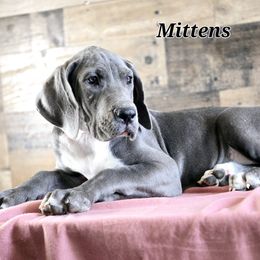 Mittens - Blue and white Great Dane puppy in Gonzales, Louisiana from Anstatt House Of Danes