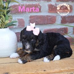 Marta - Phantom female Bernedoodle puppy in Heyworth, Illinois from Cobble Creek Puppies