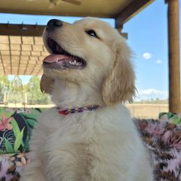 Boy 1 - Golden male Golden Retriever puppy in Prescott, Arizona from Xanadu Goldens