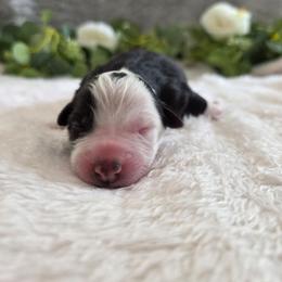 Oreo - Black & white female Australian Shepherd puppy in Summerville, South Carolina from Flowertown Aussies